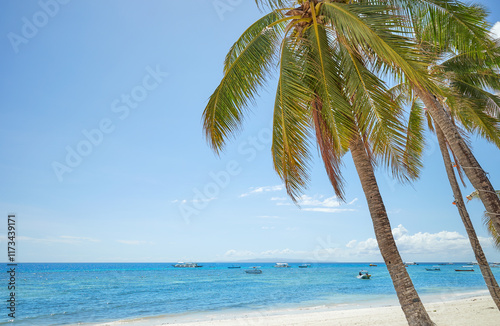 Alona Beach with coconut palm trees on Bohol Panglao Island, Philippines. photo