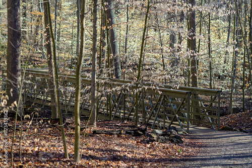 Autumn forest with yellow foliage glowing in the sun, Cuyahoga Valley National Park