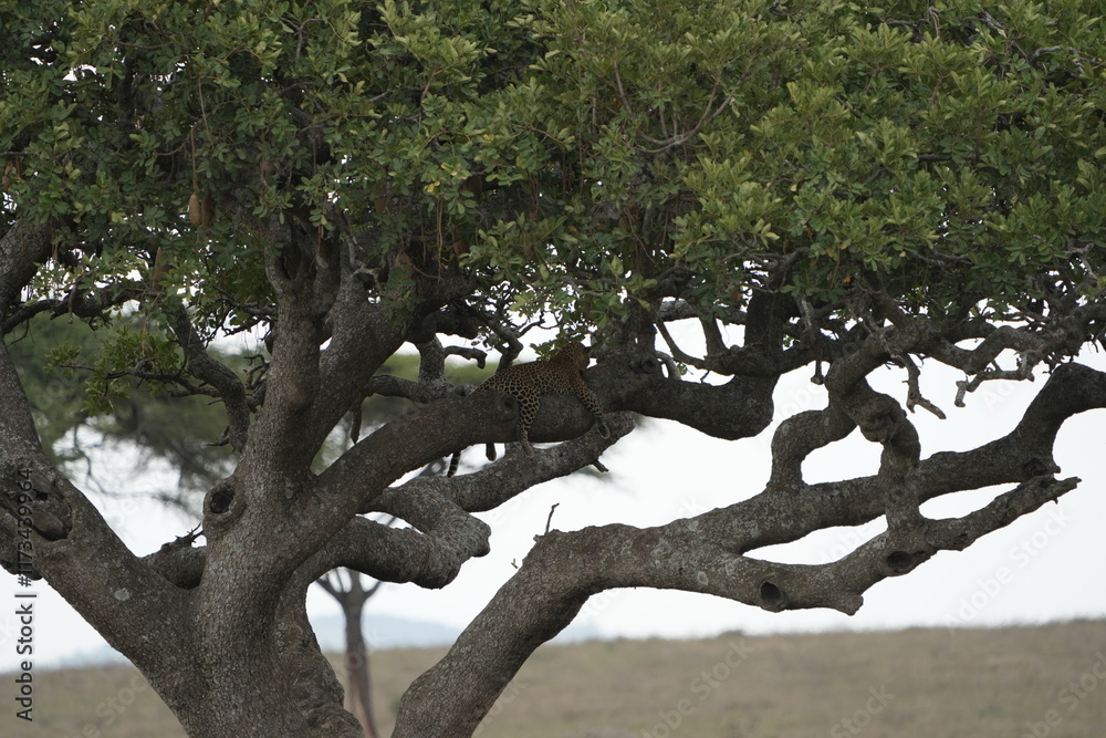 Fototapeta premium Leopard Camouflaged in Acacia Tree – Serengeti National Park, Tanzania