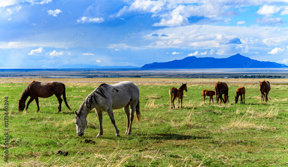Horses grazing on green grass in a mountain valley, USA Horses grazing on green grass in a mountain valley, USA