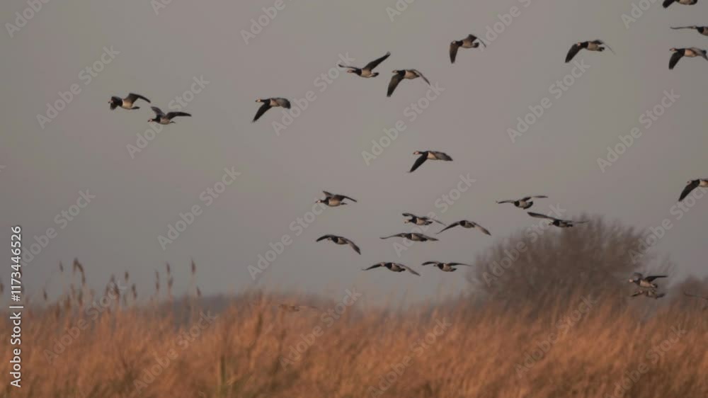 A swarm of barnacle geese (Branta leucopsis) landing behind a reed collar in winter - slow motion. A swarm of barnacle geese (Branta leucopsis) landing behind a reed collar in winter - slow motion.