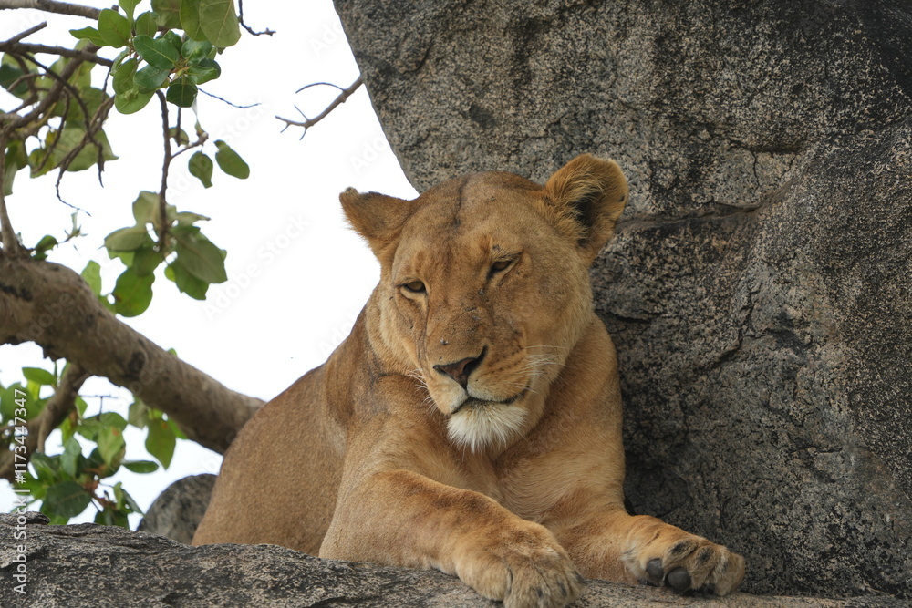 Fototapeta premium portrait of a female lion lioness laying on a stone in the serengeti national park tanzania