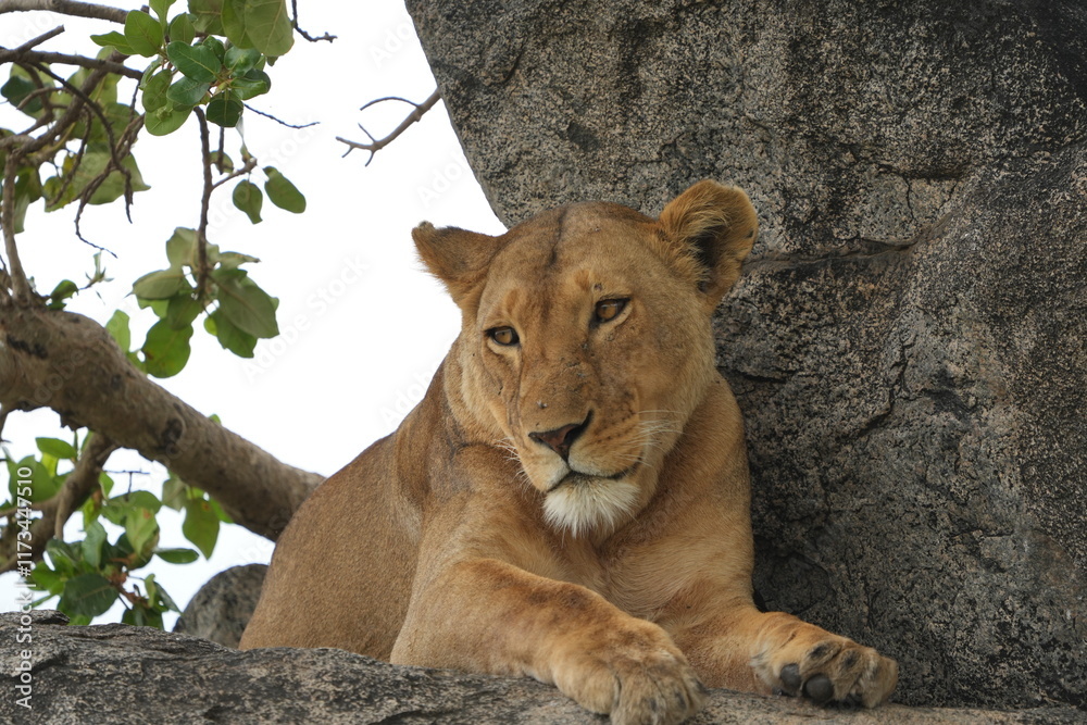 Obraz premium portrait of a female lion lioness laying on a stone in the serengeti national park tanzania