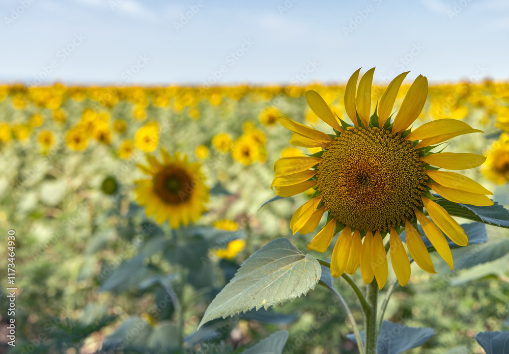 Fototapeta premium large yellow sunflowers in landscape