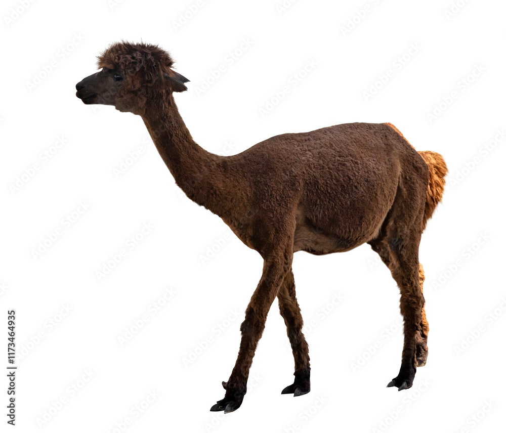 Fototapeta premium brown llama isolated on white