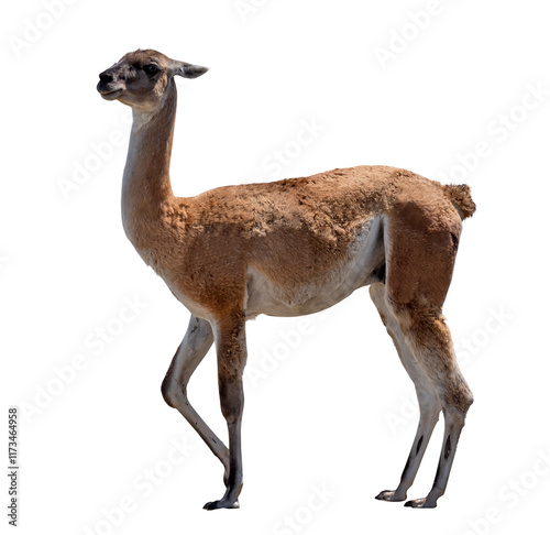 brown color guanaco isolated on white