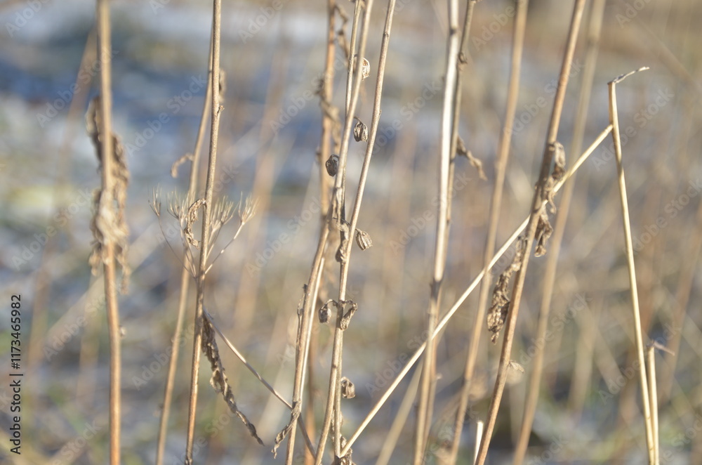dry grass dry grass
