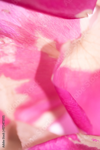 Wallpaper Mural Abstract Pink Cream and White Rose Flower Vibrant Petal Background Torontodigital.ca