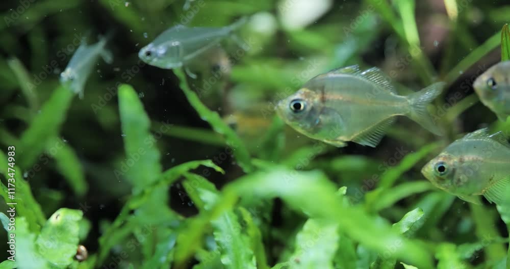 carp fish swimming near the surface in a calm, clear freshwater pond carp fish swimming near the surface in a calm, clear freshwater pond
