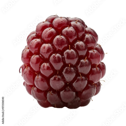 rubus laciniatus isolated on white background photo