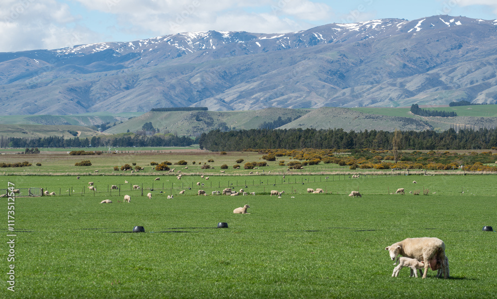 Obraz premium Beautiful landscape and Sheep farming in south island of New Zealand. Sheep farming was the country's most important agricultural industry.