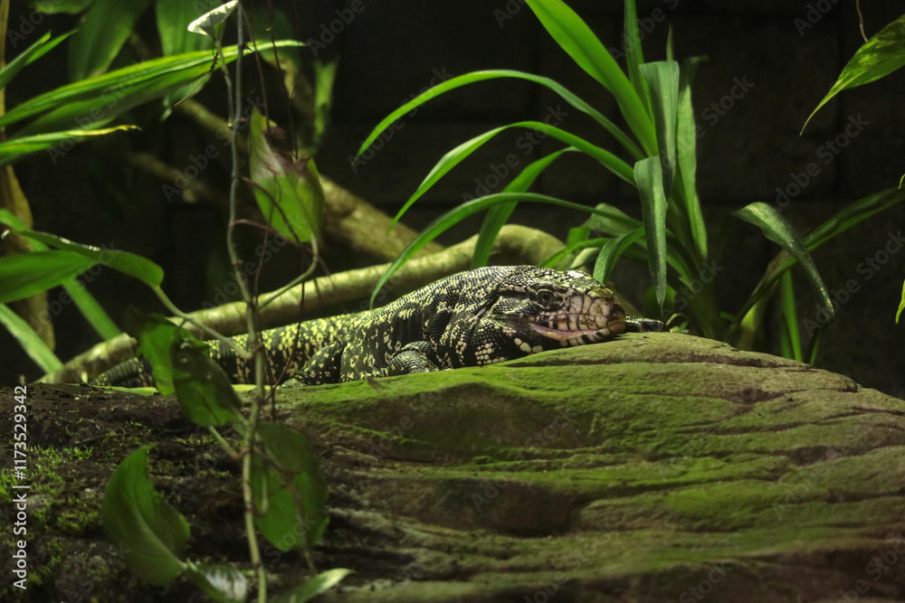 Naklejka premium Varan, Echse, Leguan