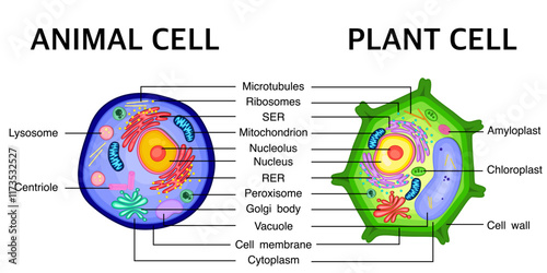Comparison between structure of Animal cell with Plant cell vector illustration.
