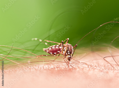 Mosquito