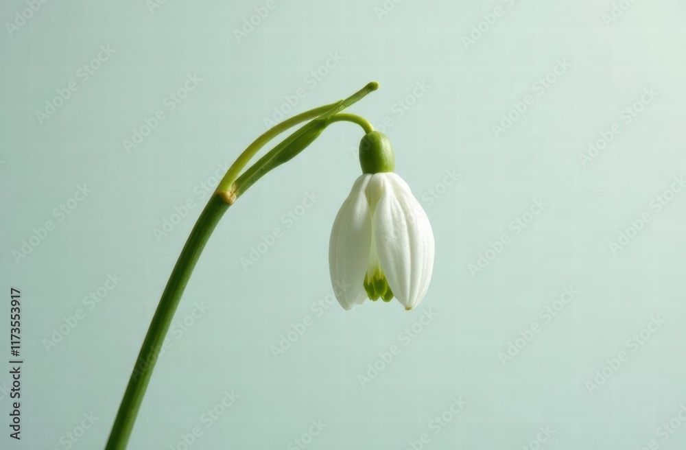 object snowdrop flowers on light pale green blue background. mockup for spring women's day object snowdrop flowers on light pale green blue background. mockup for spring women's day