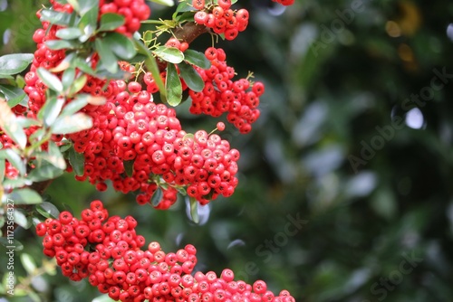 Toyon photo