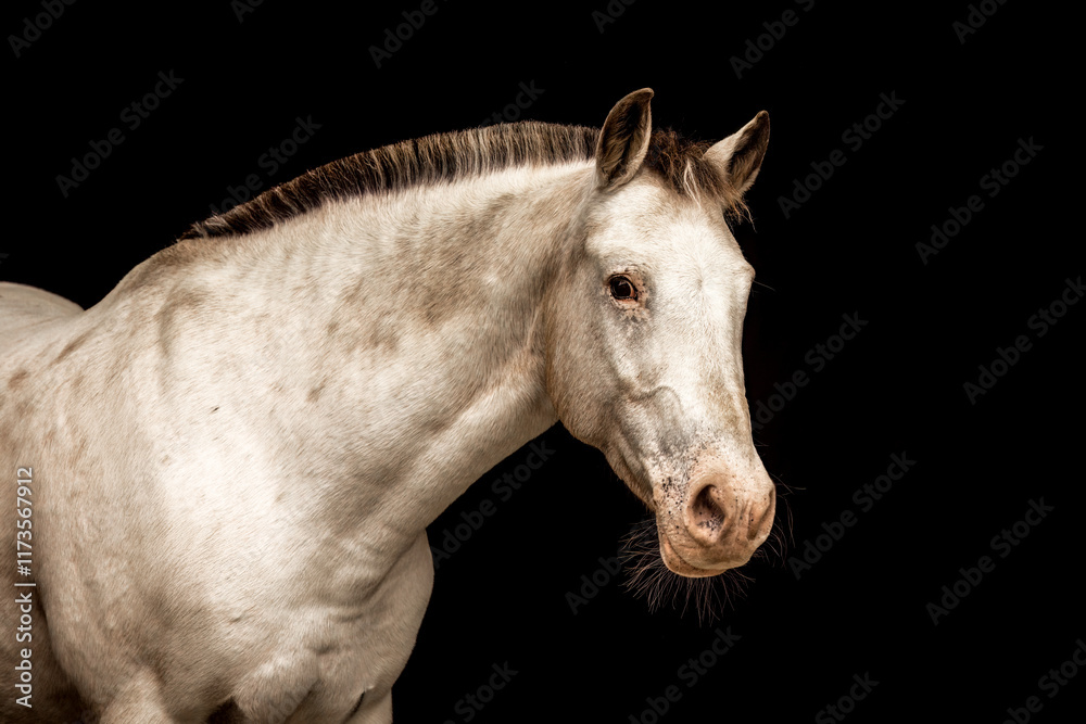 Obraz premium An appaloosa horse mare in front of black studio background. Black shot portrait of a horse