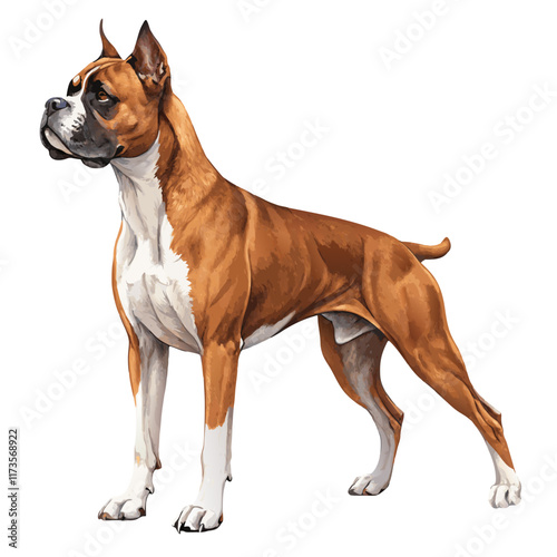 A full-body illustration of a muscular Boxer dog, showcasing its strong and athletic build.