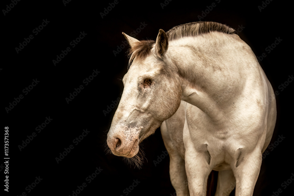 Fototapeta premium An appaloosa horse mare in front of black studio background. Black shot portrait of a horse