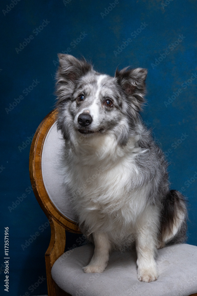 Australian Shepherd posing in a studio on a chair Australian Shepherd posing in a studio on a chair