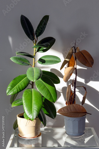 a healthy and dying Ficus elastica plant