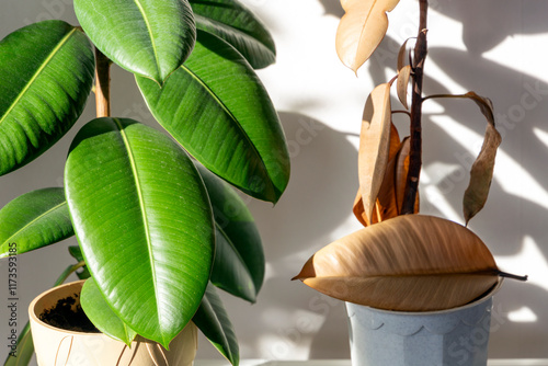 a healthy and dying Ficus elastica plant