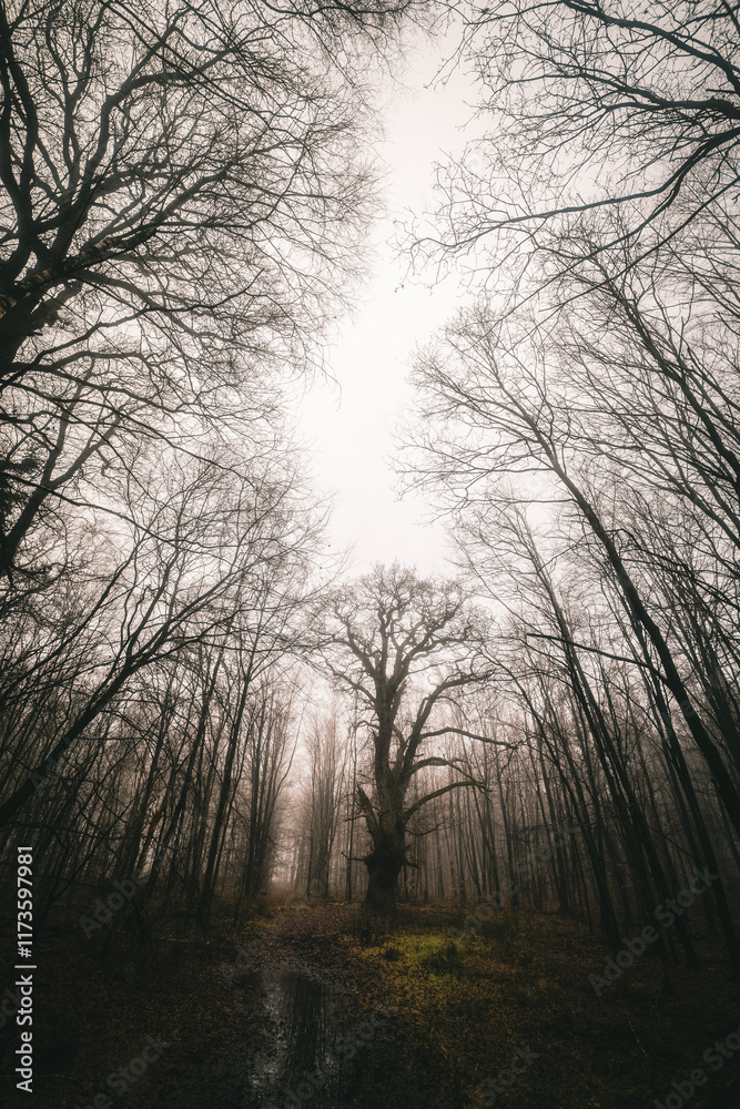 A gigantic, ancient oak tree in a mist-covered deciduous forest in winter A gigantic, ancient oak tree in a mist-covered deciduous forest in winter