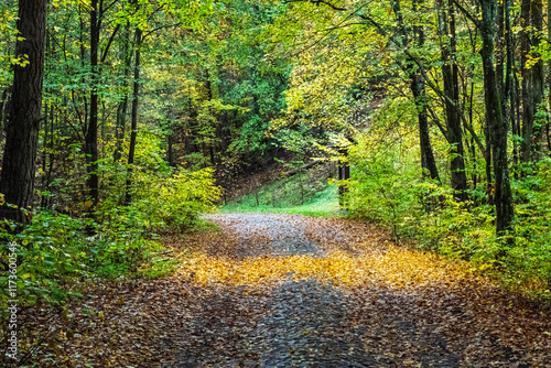 Fototapeta Naklejka Na Ścianę i Meble -  Jesienne ścieżki w lesie – drogi w otoczeniu złotych liści i zieleni, prowadzące ku ciszy i harmonii natury.