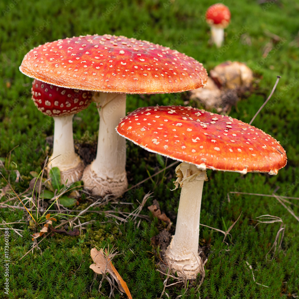 group of fly agaric mushrooms (Amanita muscaria) in all sizes group of fly agaric mushrooms (Amanita muscaria) in all sizes