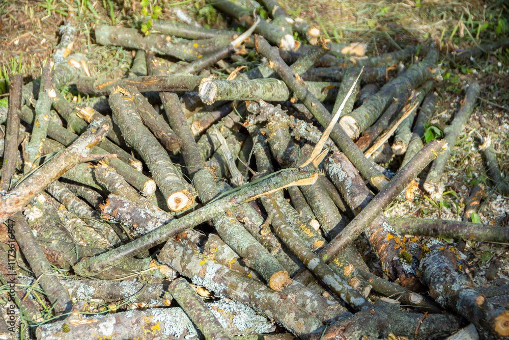 Fototapeta premium A pile of cut large tree branches, firewood