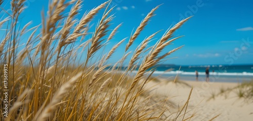 Close-Up of Golden Grasses Swaying in the Wind with a Person Walking on the Beach