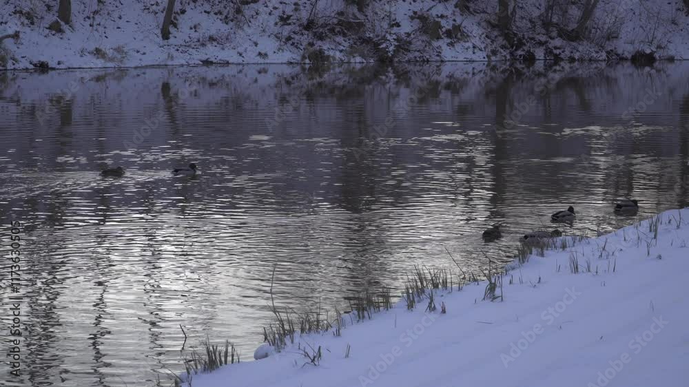 A serene winter scene featuring a calm river with subtle ripples reflecting the snowy riverbank and trees. Mallards rest and swim, adding life to the tranquil winter atmosphere. A serene winter scene featuring a calm river with subtle ripples reflecting the snowy riverbank and trees. Mallards rest and swim, adding life to the tranquil winter atmosphere.