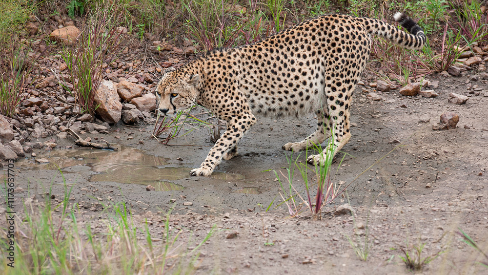 Fototapeta premium cheetah on the ground