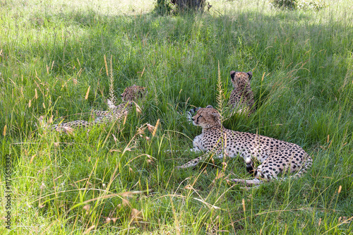 Photography Malaika cheetah in the Masai Mara