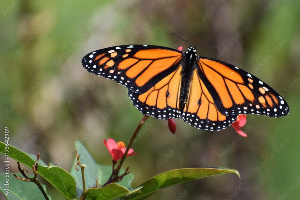 Fototapeta premium Monarch Butterfly On Red Flower