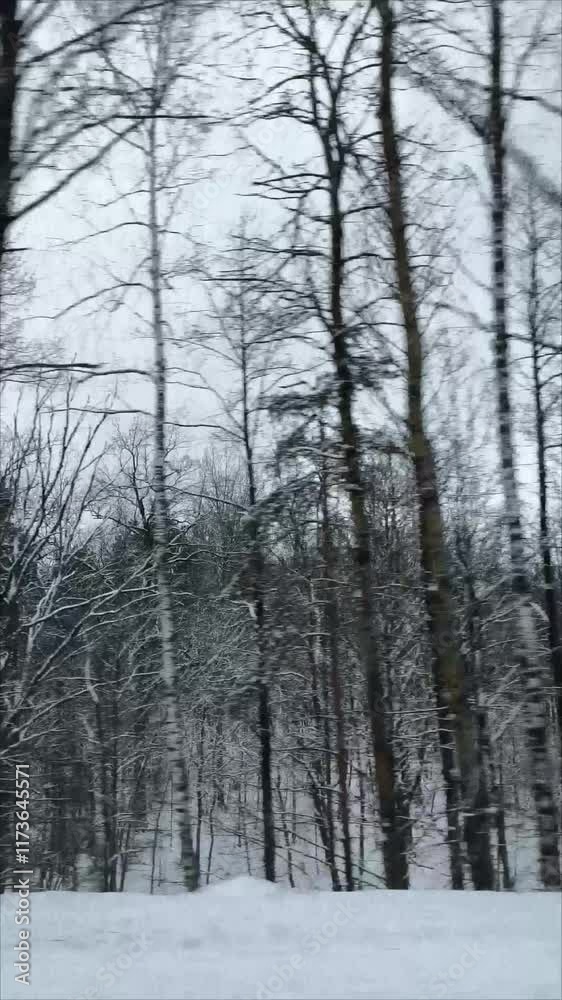Vertical Video- View of the snow-covered trees from the window of a moving car. Trees covered with snow. Cloudy gray sky and a railroad crossing. Vertical Video- View of the snow-covered trees from the window of a moving car. Trees covered with snow. Cloudy gray sky and a railroad crossing.