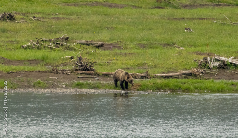 Grizzly Bear Examines The Edge Of The Lamar River Grizzly Bear Examines The Edge Of The Lamar River