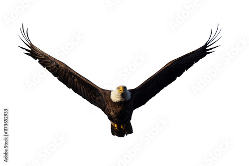 Bald eagle (Haliaeetus leucocephalus) in flight. Isolated on a transparent background. Clipped from my original photo. and masked to be isolated on a blank background