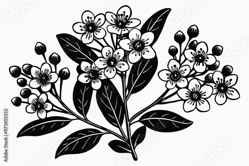 Realistic Waxflower vector illustration H.eps