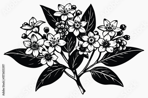 Realistic Waxflower vector illustration J.eps