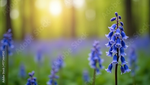 Close-up of bluebell blooms in the woods in spring, forest picturesque panoramic view with bokeh background.