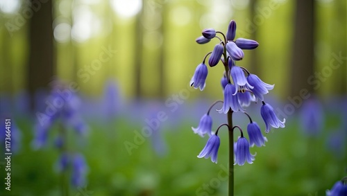 Close-up of bluebell blooms in the woods in spring, forest picturesque panoramic view with bokeh background.