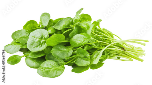 Fresh watercress bunch isolated on transparent background