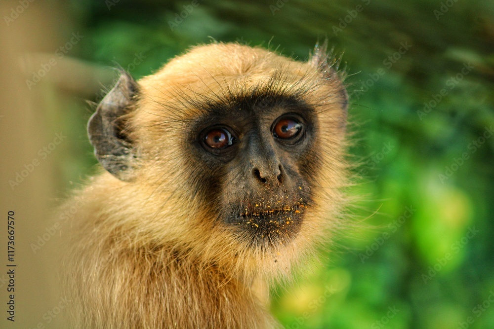 Fototapeta premium Closeup Of Monkey