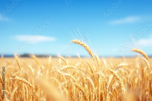 Golden wheat field under bright blue sky with soft focus background. photo