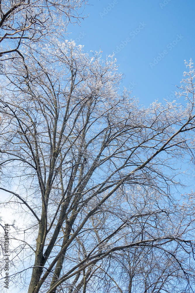 A tree with no leaves is standing in a field A tree with no leaves is standing in a field