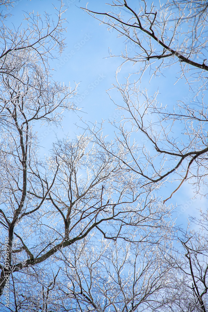 A tree with bare branches and a blue sky in the background A tree with bare branches and a blue sky in the background