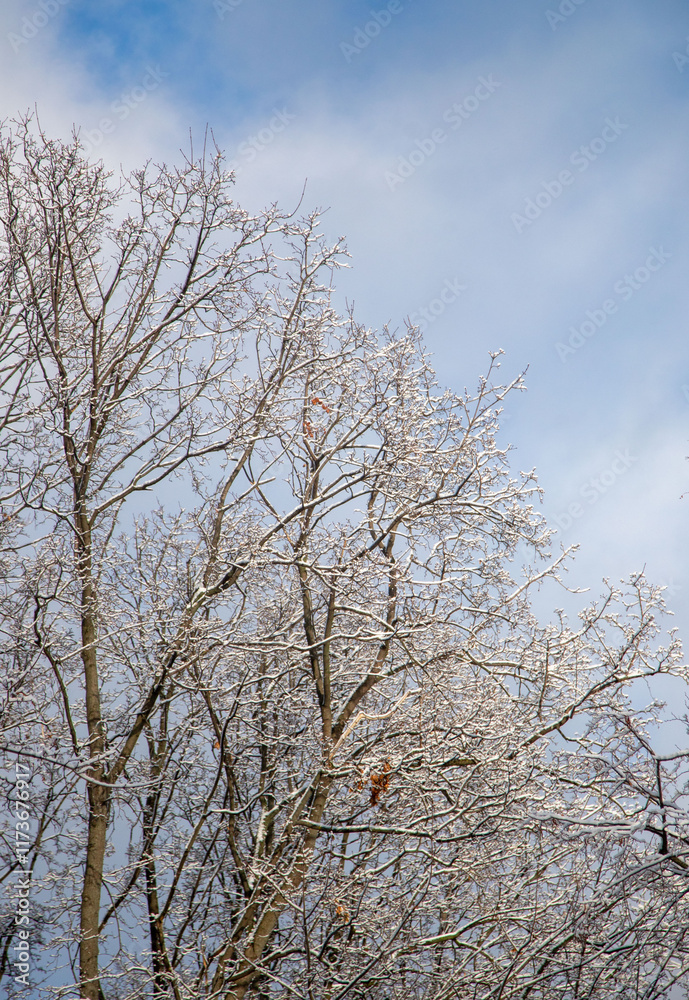 A tree covered in snow with a blue sky in the background A tree covered in snow with a blue sky in the background