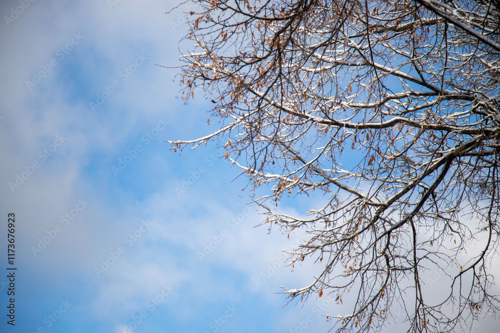 A tree with bare branches and snow on it A tree with bare branches and snow on it