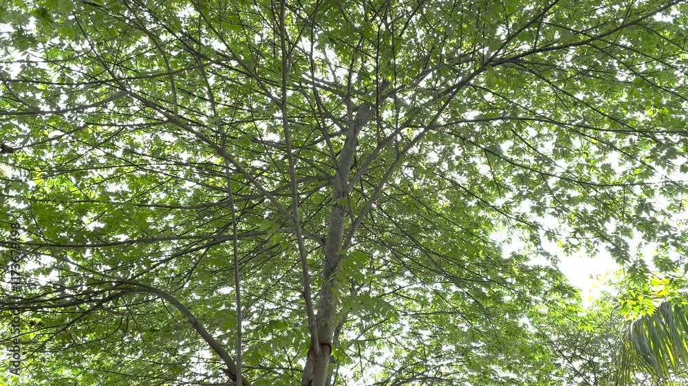 Joy of watching Breeze and Sun light under the tree Joy of watching Breeze and Sun light under the tree